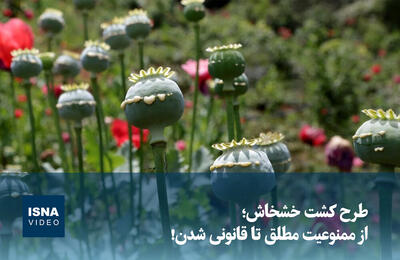  ویدیو/ طرح کشت خشخاش؛ از ممنوعیت مطلق تا قانونی شدن!