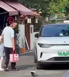  چاق‌ترین کبوتر چین؛ دردسر اضافه وزن!