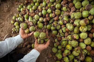  اینفوگرافی | برداشت ۴۰ درصدی گردو در گیلان