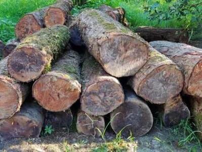  کشف ۹ تن چوب قاچاق در اسلام‌آباد غرب