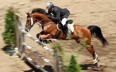  شایعه استعفای عامل اصلی تلف شدن اسب میلیاردی از فدراسیون سوارکاری! - پارس فوتبال