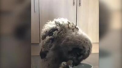  سگ‌ها و جوجه جغد؛ دوستی غیرمنتظره در دل جنگل + فیلم