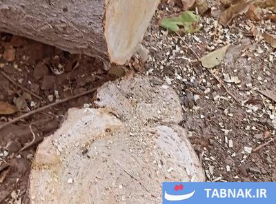 قلع و قمع درختان در عظیمیه کرج/ دست‌های مشکوک با خودروی دولتی و نقاب! +فیلم