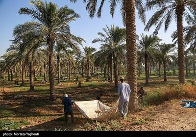 تفاهم بزرگ اقتصادی خراسان جنوبی و سیستان‌ و بلوچستان - تسنیم
