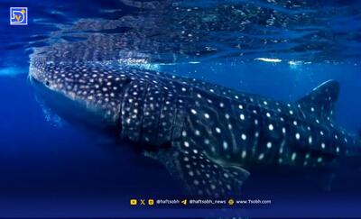  کشف بزرگ‌ترین ماهی جهان در اقیانوس آرام