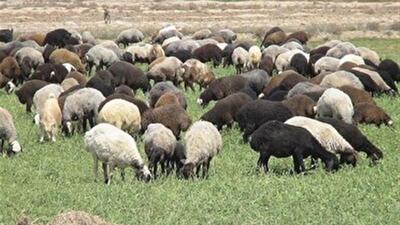  زنجان، قطب علمی و تولیدی دام سبک در کشور