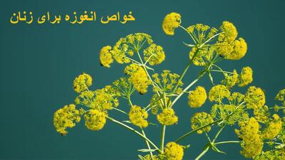  خواص انغوزه برای رحم، تنبلی و کیست تخمدان و باردار شدن زنان