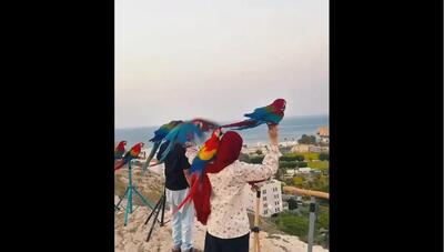  زن عمانی که با طوطی‌ها ارتباط خوبی دارد (فیلم)