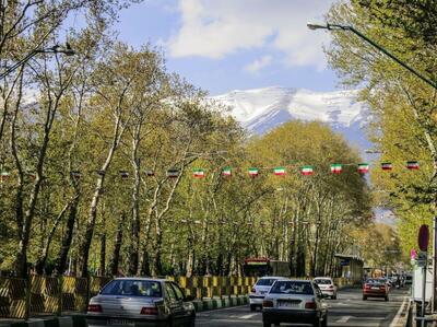 مدیرعامل سازمان بوستان‌ها: از درختان چنار به ویژه در خیابان ولیعصر(عج) تهران صیانت می‌کنم