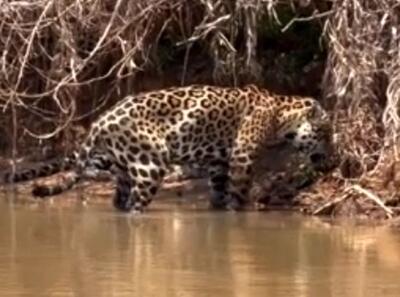  چرا «جگوار» گاهی استفراغ می‌کند؟