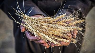 نوروزی: ۹۵ درصد مطالبات گندم‌کاران پرداخت شد