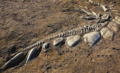  کشف دایناسوری عجیب با بدن پنگوئن و دهان پر از دندان!