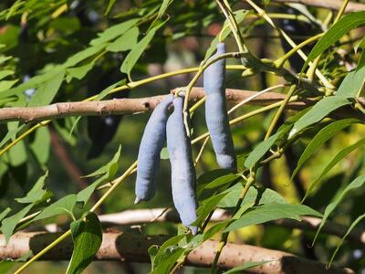  «انگشتان مرد مرده» عجیب‌ترین میوه روی زمین(+عکس)