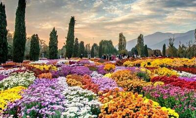تهران میزبان گل‌های داوودی شد