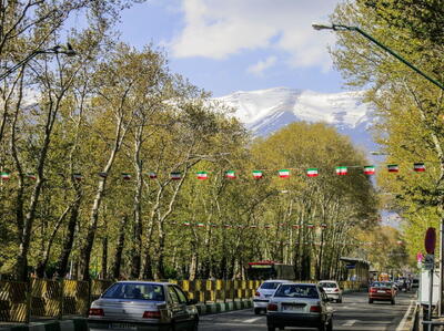  مدیرعامل سازمان بوستان‌های تهران: برای حفظ درختان چنار برنامه دارم