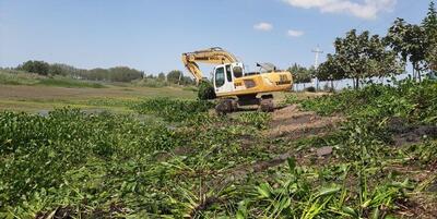  بلاتکلیفی پیمانکار برای پاکسازی آب‌بندان آغوزبن بابل از سنبل آبی