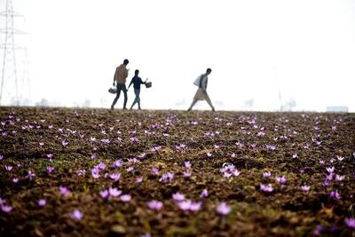  گزارشی از شرایط کاری کودکان بلوچ بی‏‌شناسنامه در زمین‌های زعفران، گوجه و باغ‏‌های پسته و خرما