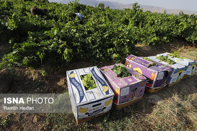  برنامه‌ریزی برای گسترش بازار محصولات کشاورزی با استفاده از ظرفیت اجلاس اکو