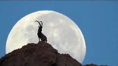  ببینید | تصویری شگفت‌انگیز از یک بز کوهی بر فراز کوهی در نزدیکی بوشهر