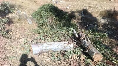  کشف و ضبط بیش از نیم تن چوب اوکالیپتوس در گیلانغرب