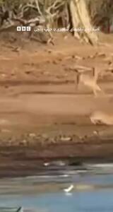  فیلم نجات معجزه‌آسا گوزن خالدار توسط کروکدیل‌ها در پارک ملی یالا