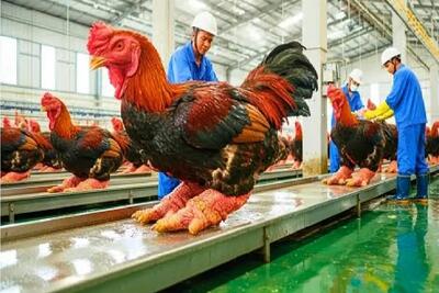  فرآوری خروس؛ مرغ که کمیابه خروس پاگنده رو گردن میزنن پای سوخاری بکشن به دندون