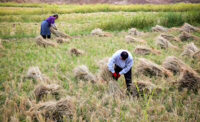  پیش‌بینی برداشت ۵ هزار تن برنج در سیروان