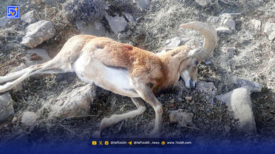  هاری و تب برفکی، کابوس پاییزی زیستگاه‌های ایران