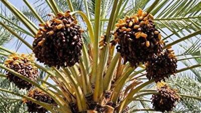  خرمای پیارم، سوغات پاییزی نخلستان‌های صالح‌آباد
