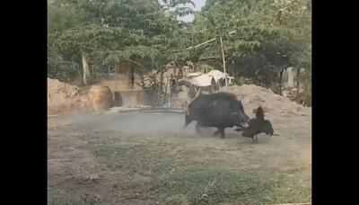  نبرد شجاعانه خروس لاری با گراز (فیلم)