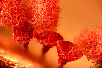  شاهکارهای عکاسی که دنیای نادیدنی را نشان می‌دهند