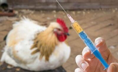 شیوع آنفلوآنزای فوق حاد پرندگان تکذیب شد