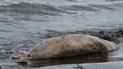  پیدا شدن لاشه یک فک خزری دیگر در سواحل گیلان