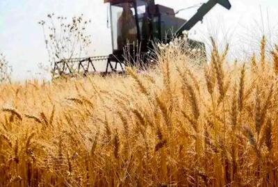  نرخ خرید تضمینی گندم نهایی شد؛ زمان اعلام رسمی