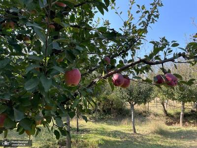  برداشت سیب در کشمیر هند +   گزارش تصویری