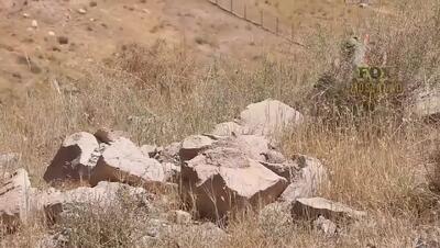  فیلم / زندگی طبیعی تیهوها در مناطق کویری