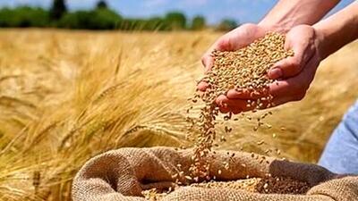  پشت پرده مفت‌خری گندم توسط دولت: ماجرای کنترل هزینه‌ها!
