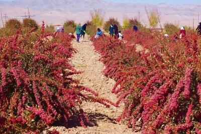  ویدئو| بزرگ‌ترین باغ زرشک دنیا در خراسان‌جنوبی