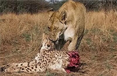  مستند حیات وحش؛  اتحاد محض شیرها برای غلبه بر پلنگ مسلول