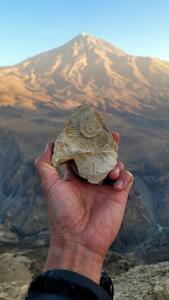 تصویری از یک فسیل آمونیت در دماوند