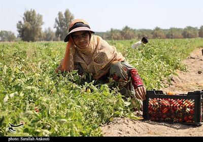  1700 میلیارد تومان طرح اشتغال پایدار روستایی استان کرمان مصوب شد - تسنیم