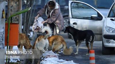  ساماندهی سگ‌های بلاصاحب در هامون نیازمند مشارکت اجتماعی است