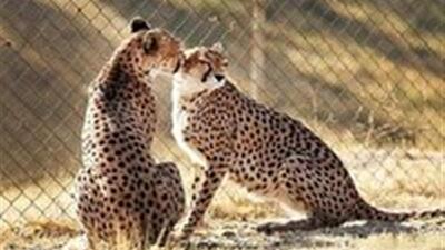  امید تازه برای حفاظت از یوزپلنگ آسیایی در خراسان جنوبی