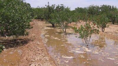  اصلاح روش‌های سنتی کشاورزی در زنجان ضرورتی اجتناب‌ناپذیر است