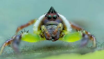  بزرگترین عنکبوت پرشی زیر ذره‌بین؛ تصاویر ماکروی خارق‌العاده از حیات وحش کوئینزلند