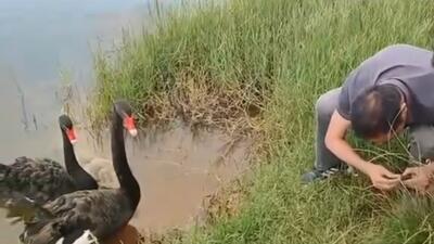لحظه زیبای تشکر کردن قوهای سیاه از انسان‌ها به خاطر نجات بچه‌شان (فیلم)