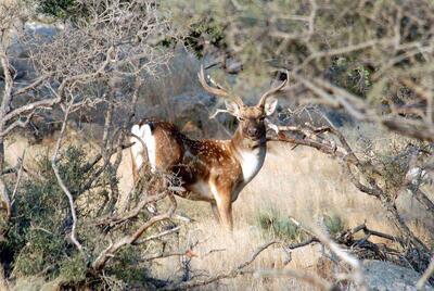  حیات‌وحش پارک ملی دریاچه ارومیه در وضعیت پایدار زیستی قرار دارد