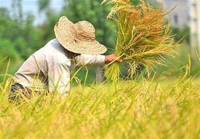  افزایش چشمگیر قیمت برنج ایرانی