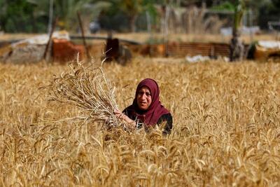 پرداخت کامل مطالبات گندمکاران تا ۲۲ مهرماه اعلام شد