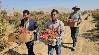  ایزدی: زرند، پیشتاز تولید زرشک در استان کرمان است